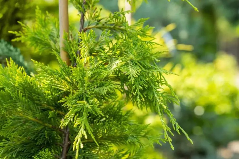 Cupressocyparis leylandii 'Gold Rider' (Cupressocyparis 'Gold Rider')