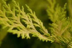Cupressocyparis leylandii 'Gold Rider' (Cupressocyparis 'Gold Rider')