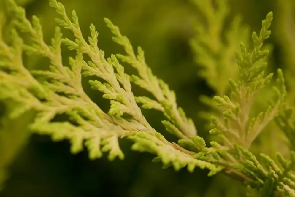 Cupressocyparis leylandii 'Gold Rider' (Cupressocyparis 'Gold Rider')