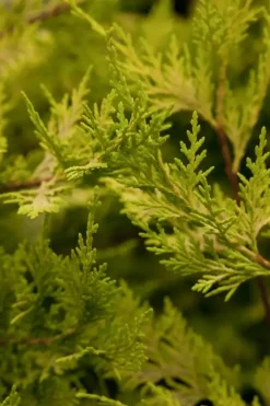 Cupressocyparis leylandii 'Gold Rider' (Cupressocyparis 'Gold Rider')