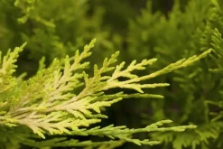 Cupressocyparis leylandii 'Gold Rider' (Cupressocyparis 'Gold Rider')