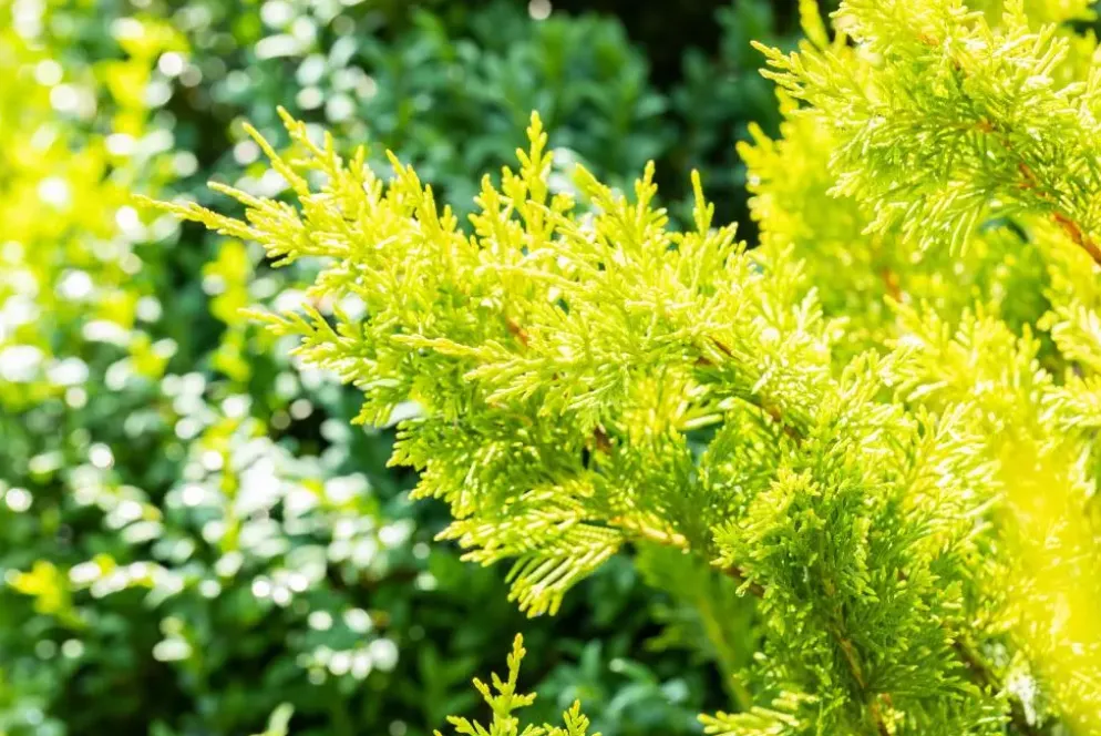 Cupressocyparis leylandii 'Gold Rider' (Cupressocyparis 'Gold Rider')