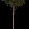 Cupressocyparis leylandii (Leylandcipres)