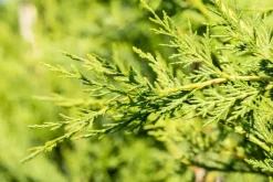 Cupressocyparis leylandii (Leylandcipres)