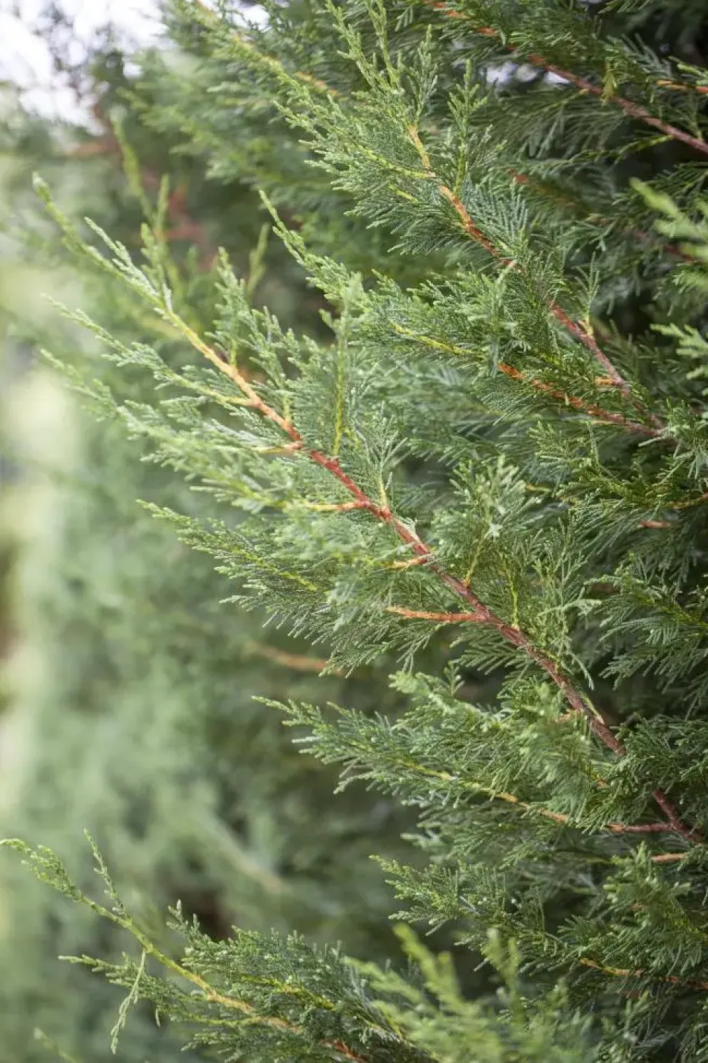Cupressocyparis leylandii (Leylandcipres)