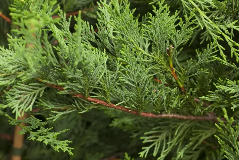 Cupressocyparis leylandii (Leylandcipres)