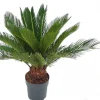 Cycas revoluta p17