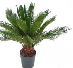 Cycas revoluta p17