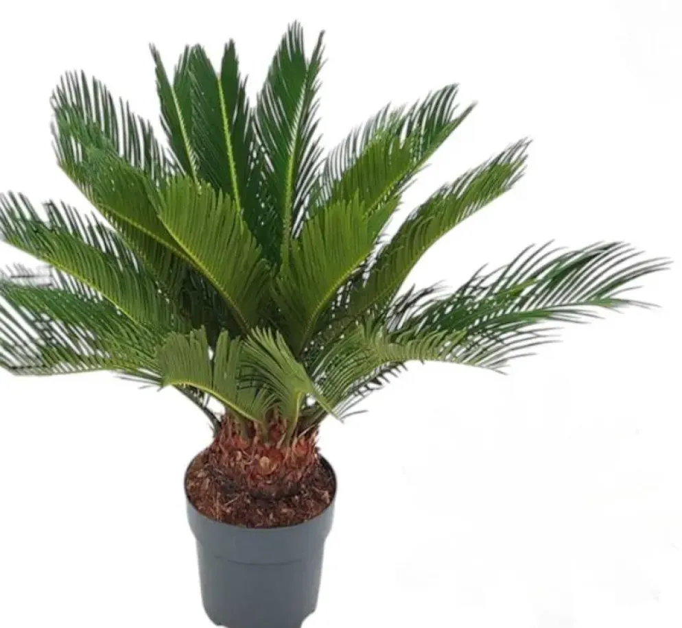 Cycas revoluta p17