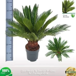 Cycas revoluta p17