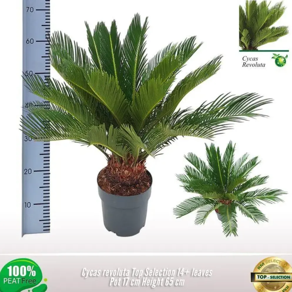 Cycas revoluta p17
