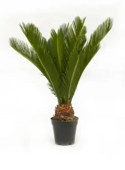 Cycas revoluta (Vredespalm, Varenpalm) 50cm