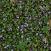 Cymbalaria muralis (Muurleeuwebek)