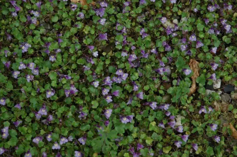 Cymbalaria muralis (Muurleeuwebek)