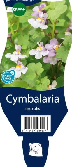 Cymbalaria muralis (Muurleeuwebek)