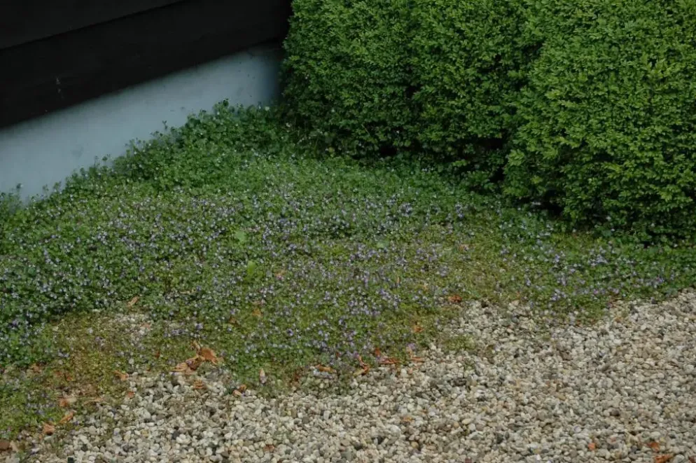 Cymbalaria muralis (Muurleeuwebek)