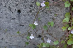 Cymbalaria muralis (Muurleeuwebek)