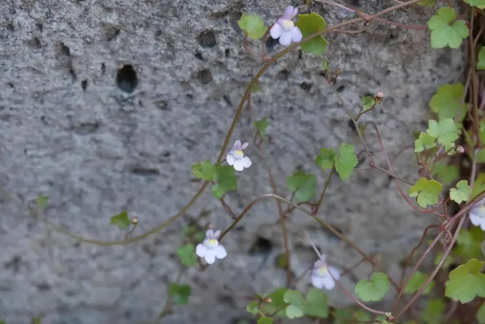 Cymbalaria muralis (Muurleeuwebek)