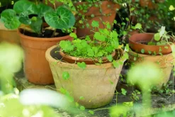Cymbalaria muralis (Muurleeuwebek)