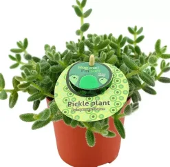 Delosperma echinatum (Augurkenplantje) 20cm
