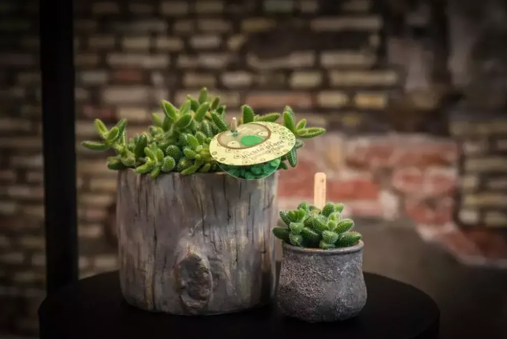 Delosperma echinatum (Augurkenplantje) 20cm