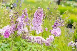 Delphinium (Ridderspoor)