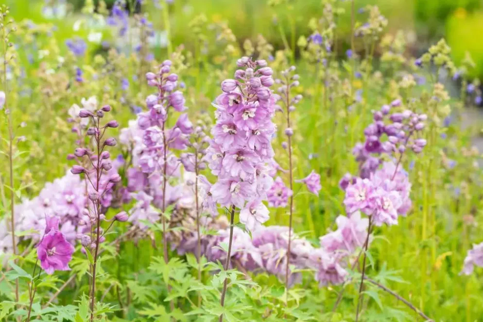 Delphinium (Ridderspoor)
