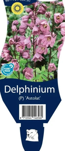 Delphinium (Ridderspoor)