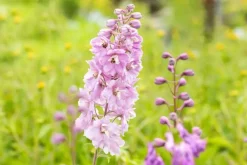 Delphinium (Ridderspoor)
