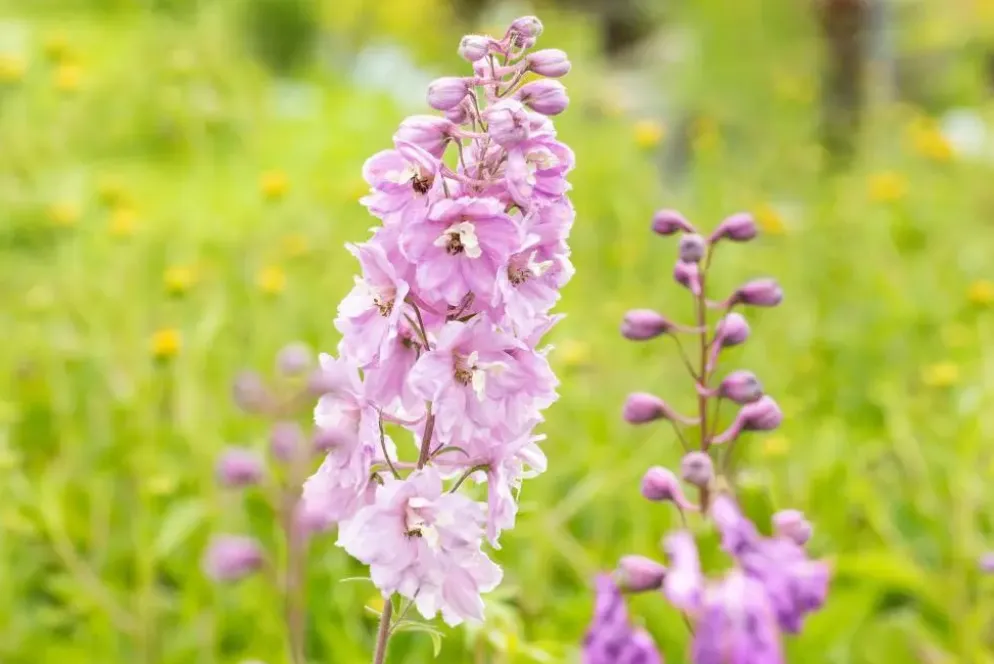 Delphinium (Ridderspoor)