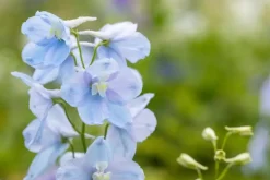Delphinium (Ridderspoor)