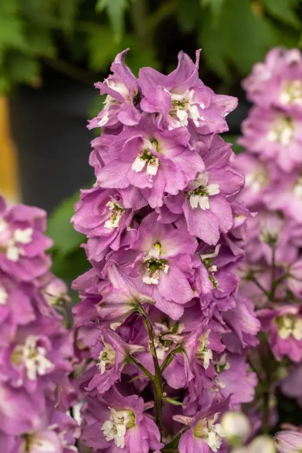 Delphinium (Ridderspoor)