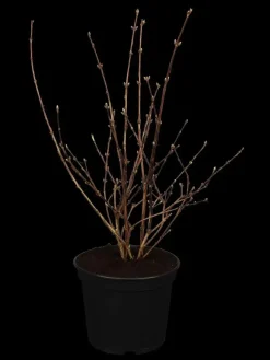 Deutzia x hybrida 'Mont Rose' (Deutzia 'Mont Rose')