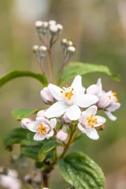 Deutzia x hybrida 'Mont Rose' (Deutzia 'Mont Rose')