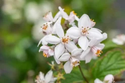Deutzia x hybrida 'Mont Rose' (Deutzia 'Mont Rose')