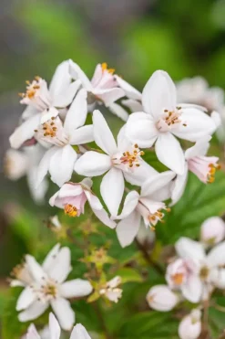 Deutzia x hybrida 'Mont Rose' (Deutzia 'Mont Rose')