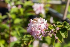 Deutzia x hybrida 'Mont Rose' (Deutzia 'Mont Rose')