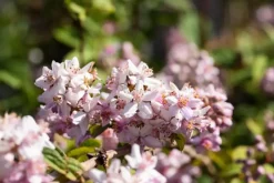 Deutzia x hybrida 'Mont Rose' (Deutzia 'Mont Rose')
