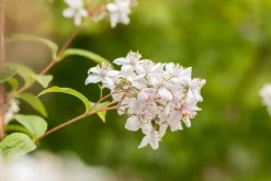 Deutzia x hybrida 'Mont Rose' (Deutzia 'Mont Rose')
