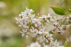 Deutzia x hybrida 'Mont Rose' (Deutzia 'Mont Rose')