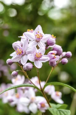Deutzia x hybrida 'Mont Rose' (Deutzia 'Mont Rose')