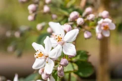 Deutzia x hybrida 'Mont Rose' (Deutzia 'Mont Rose')