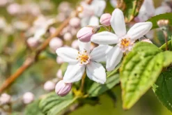 Deutzia x hybrida 'Mont Rose' (Deutzia 'Mont Rose')