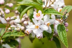 Deutzia x hybrida 'Mont Rose' (Deutzia 'Mont Rose')