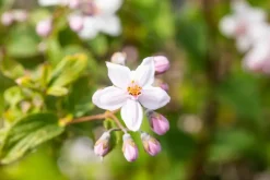 Deutzia x hybrida 'Mont Rose' (Deutzia 'Mont Rose')