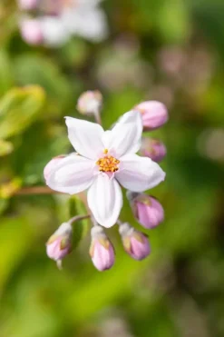 Deutzia x hybrida 'Mont Rose' (Deutzia 'Mont Rose')