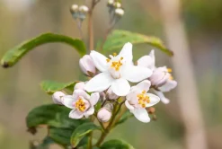 Deutzia x hybrida 'Mont Rose' (Deutzia 'Mont Rose')
