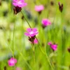 Dianthus carthusianorum (Kartuizer anjer)