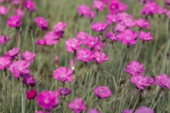 Dianthus carthusianorum (Kartuizer anjer)