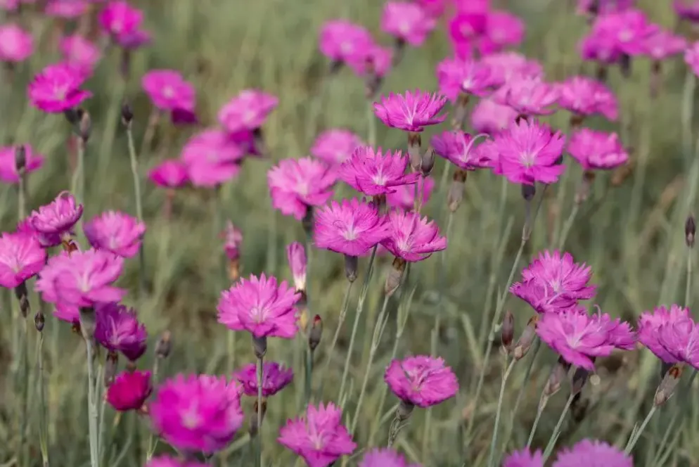 Dianthus carthusianorum (Kartuizer anjer)